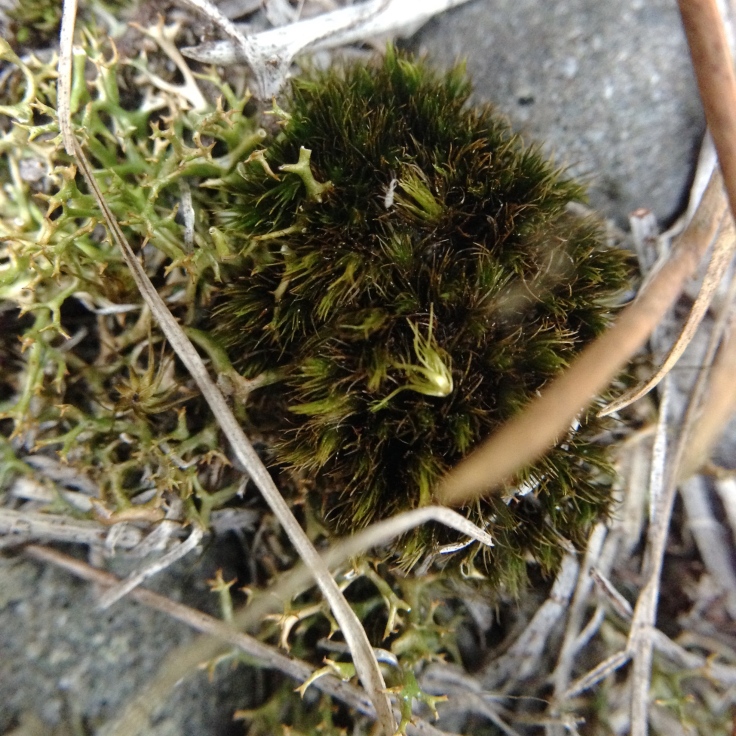CC Campylopus clavatus moss and Cladia aggregata lichen IMG_6128