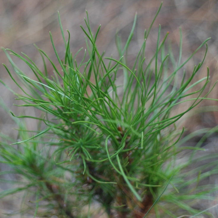 CC Pine seedling DSC_4270